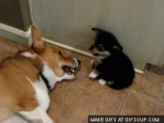 1*hOR4HNvogTkp12IWgafkbg.gif