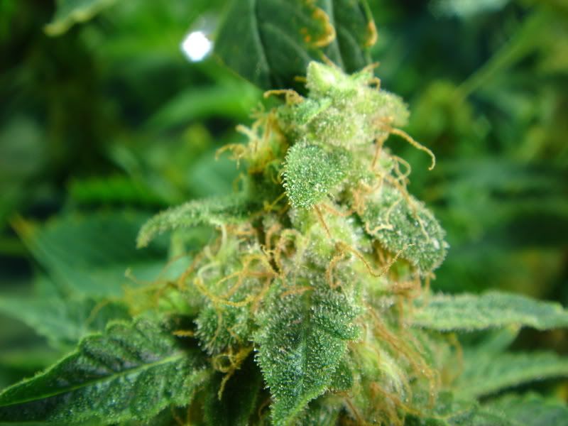 beforeharvest004.jpg
