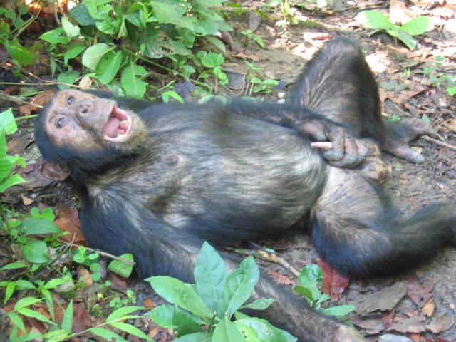 monkey-masturbating