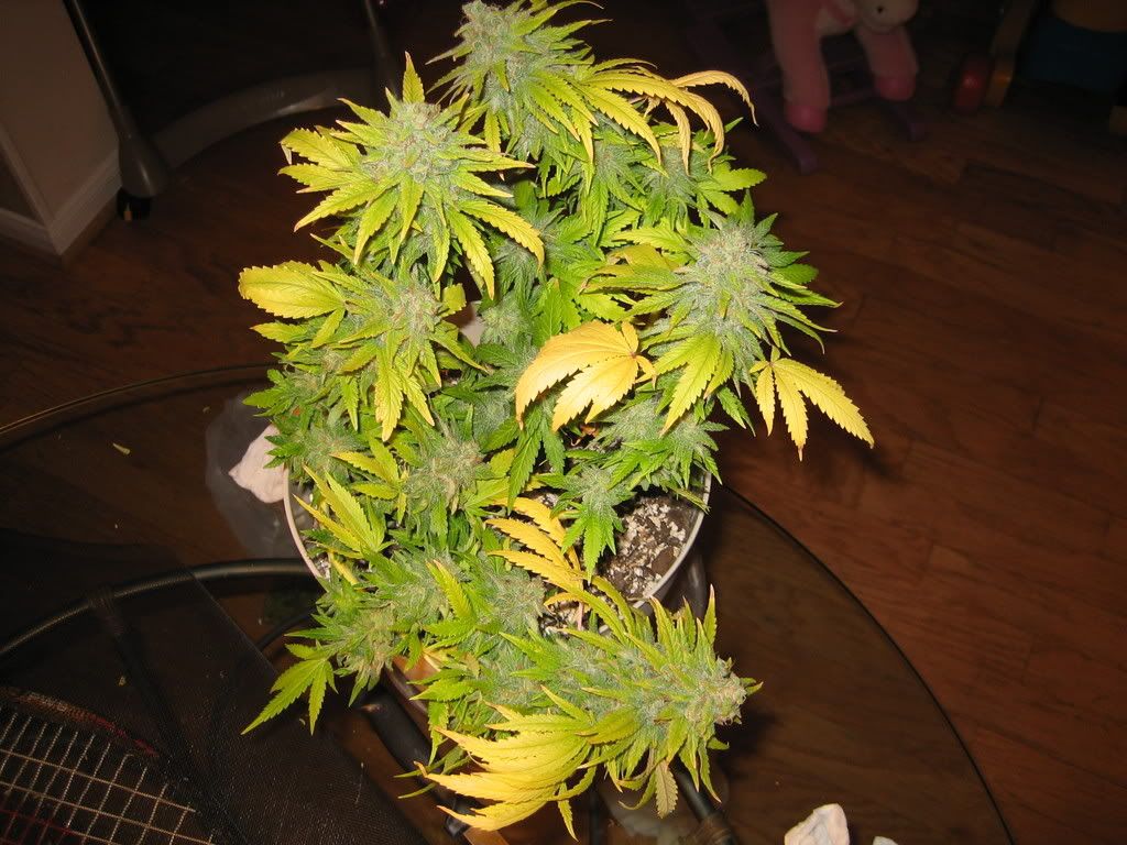 IMG_1829-H.jpg