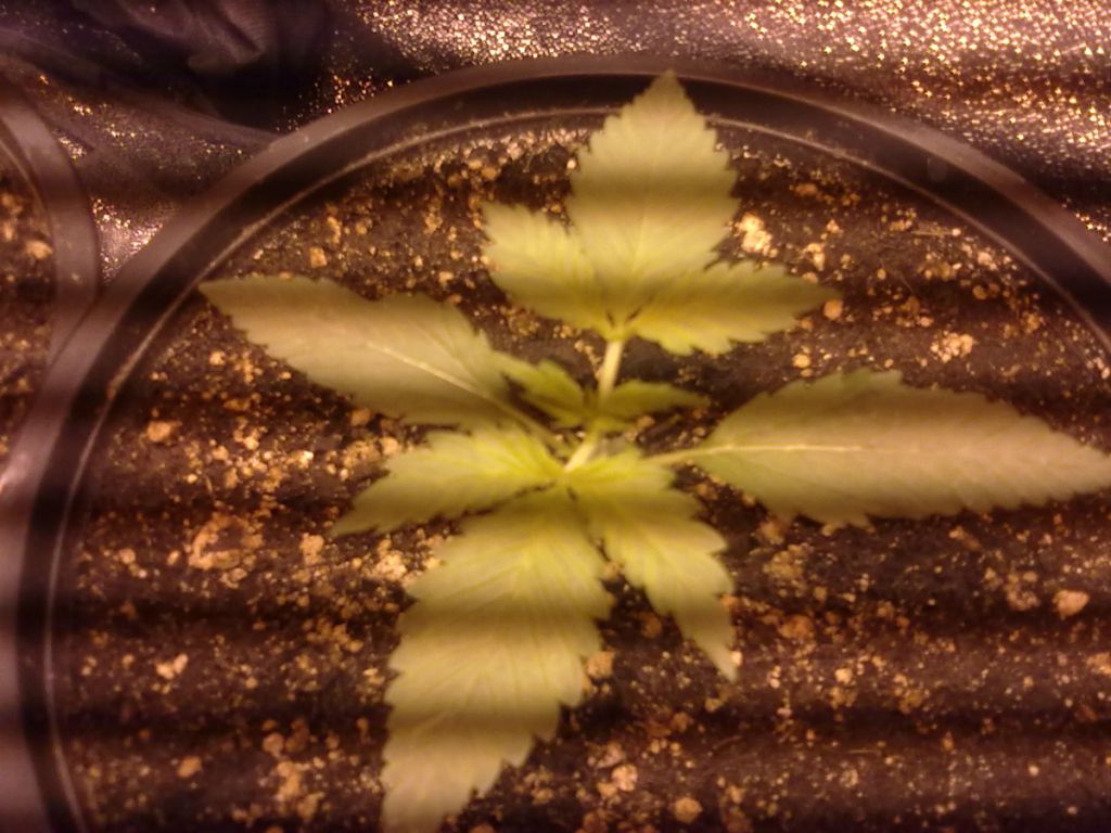 DAY11_PLANT2.jpg