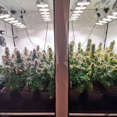 growdiaries.com