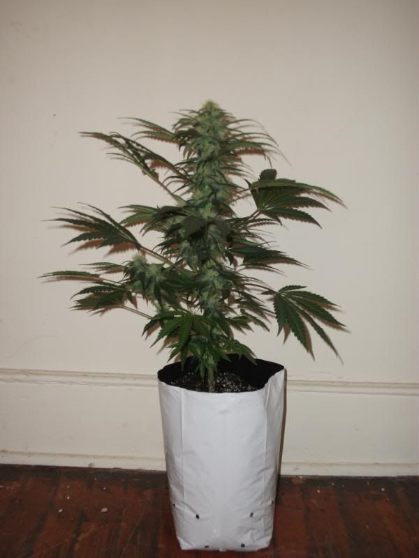 DSCF4171.jpg