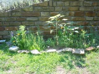 seedbed.jpg