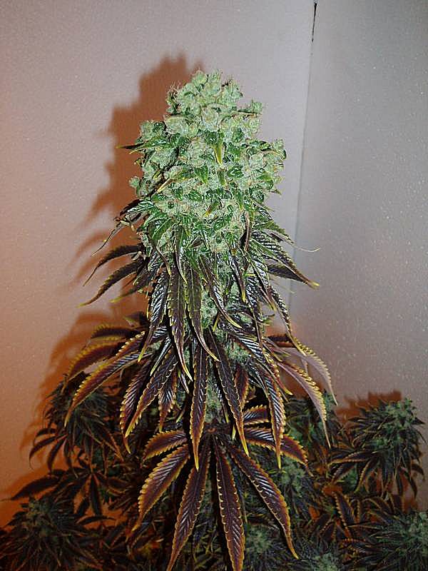 Sour-Jack.jpg