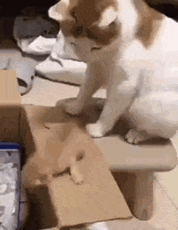 1647509306_22.gif