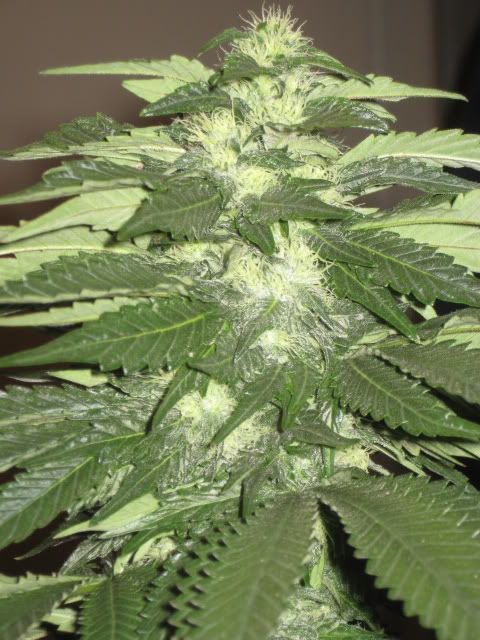 Plants016.jpg
