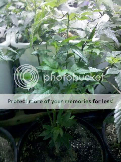 2011-08-12_20-59-37_857.jpg