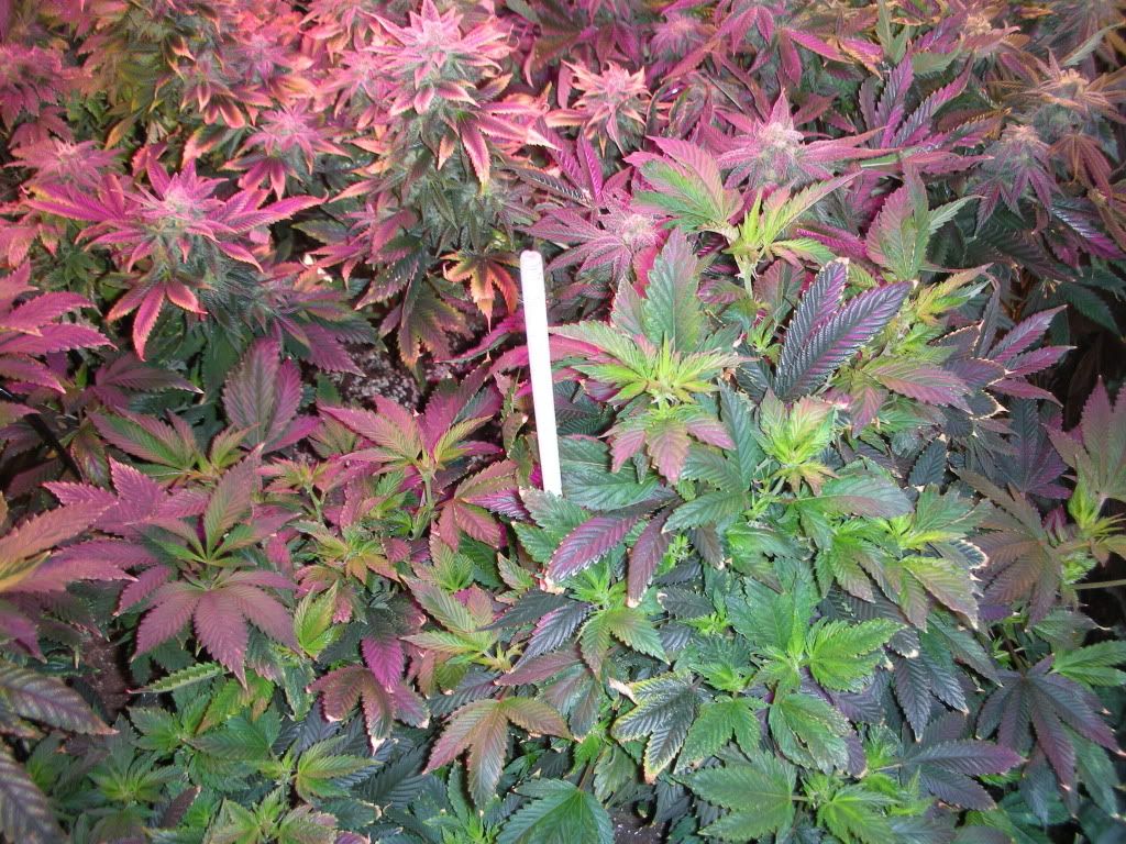 DSCN2502.jpg