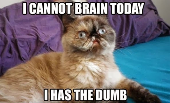 dumb-cat-meme.jpg