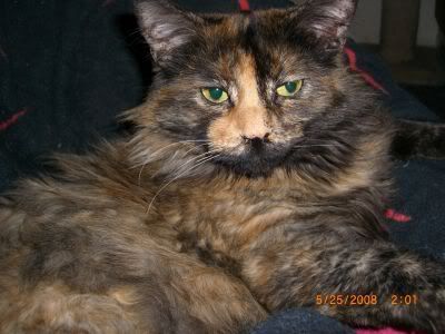 kitties028.jpg