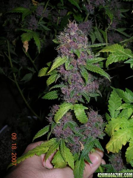 100789-19-07_kodiak_gold_purple_NICE_4.jpg