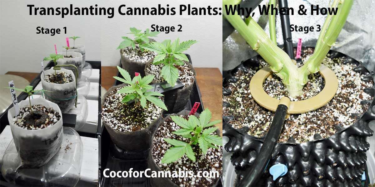 www.cocoforcannabis.com