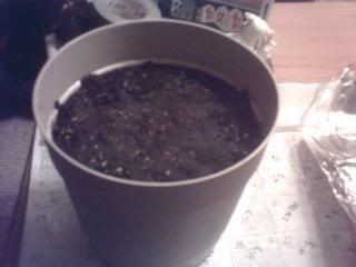 PlantBeggining001-2.jpg