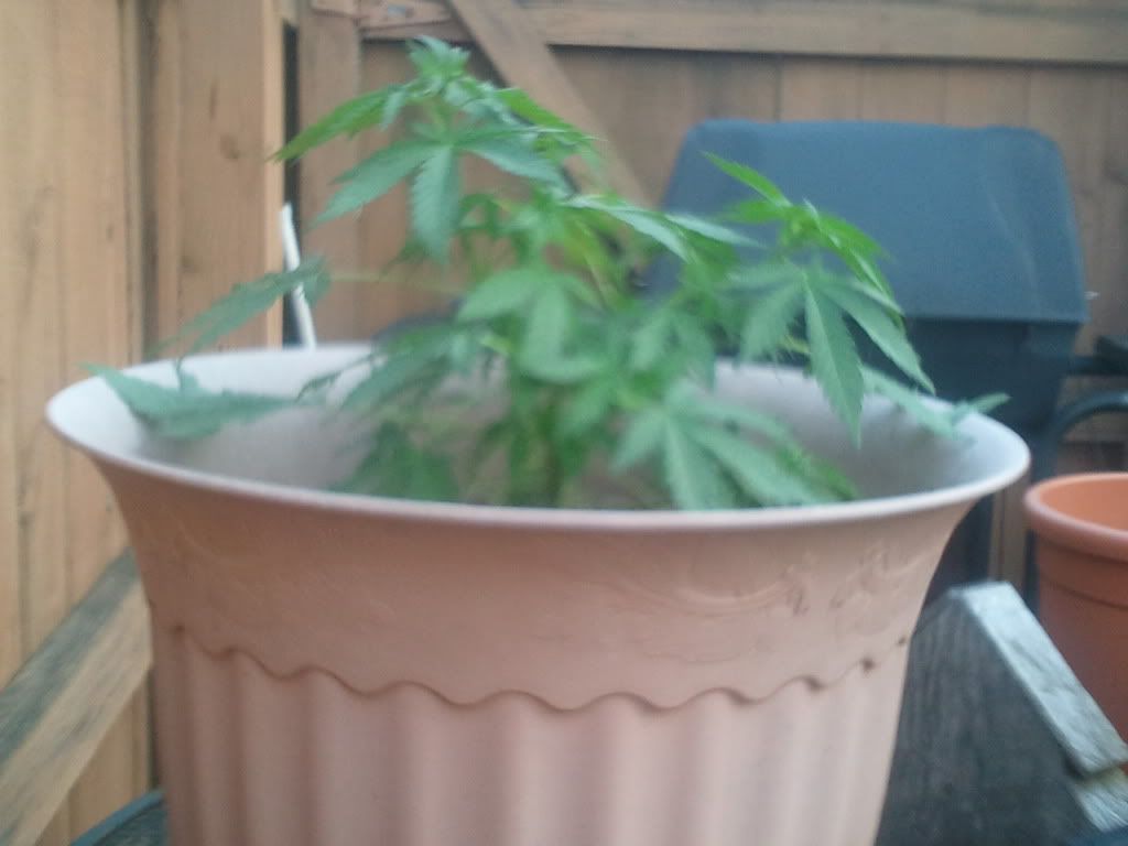 2012-05-15190055.jpg