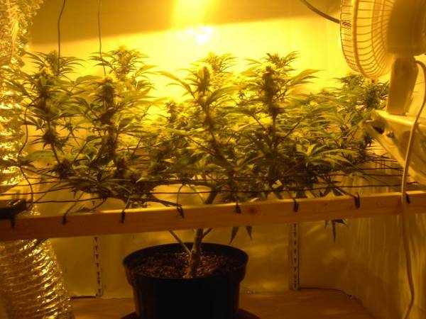 super-skunk-4-weeks.jpg
