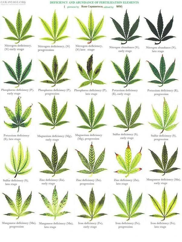 plantproblems-2.jpg