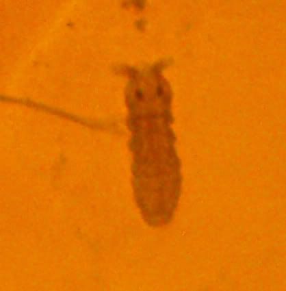 pest3.jpg