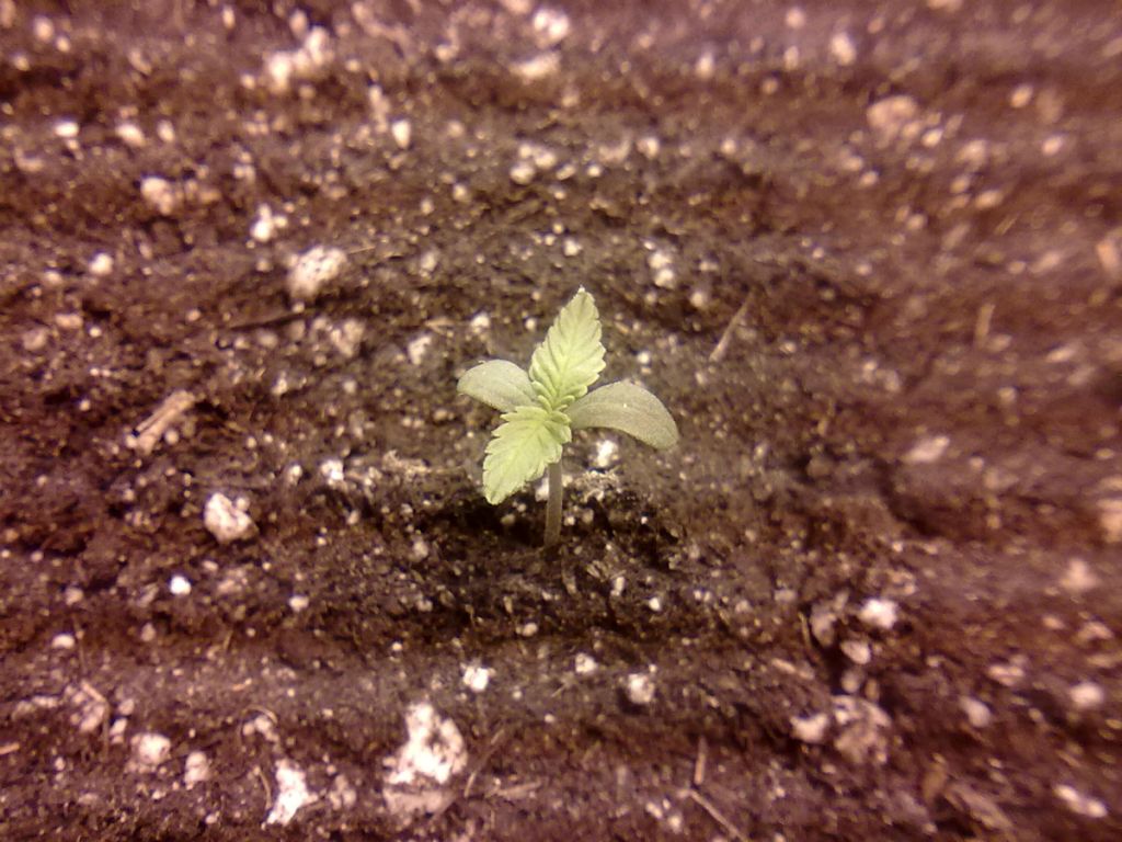 DAY3_PLANT2.jpg