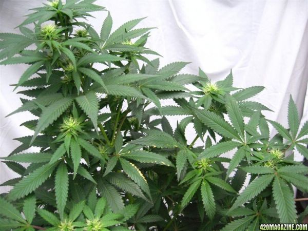 BB_CC_Grow_Update_Sep_13_21_.jpg