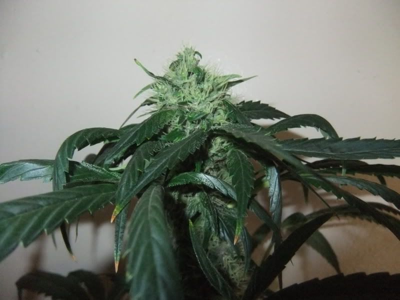 DSCF1375.jpg