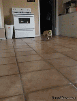 gHIyzY1.gif