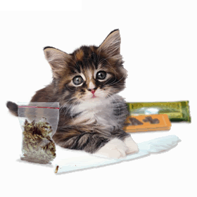 cat_rolling.gif