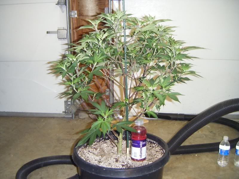 DSCF8168.jpg