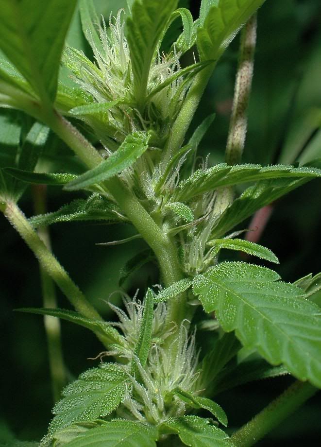 weeds1.jpg