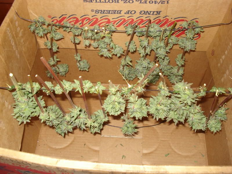 chron035.jpg