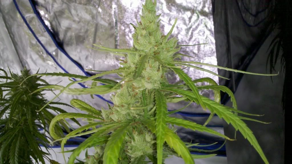 2011-09-12_10-38-10_303.jpg