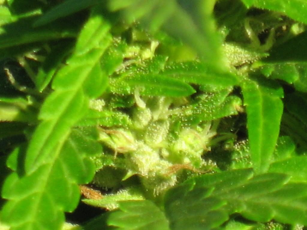IMG_1933.jpg