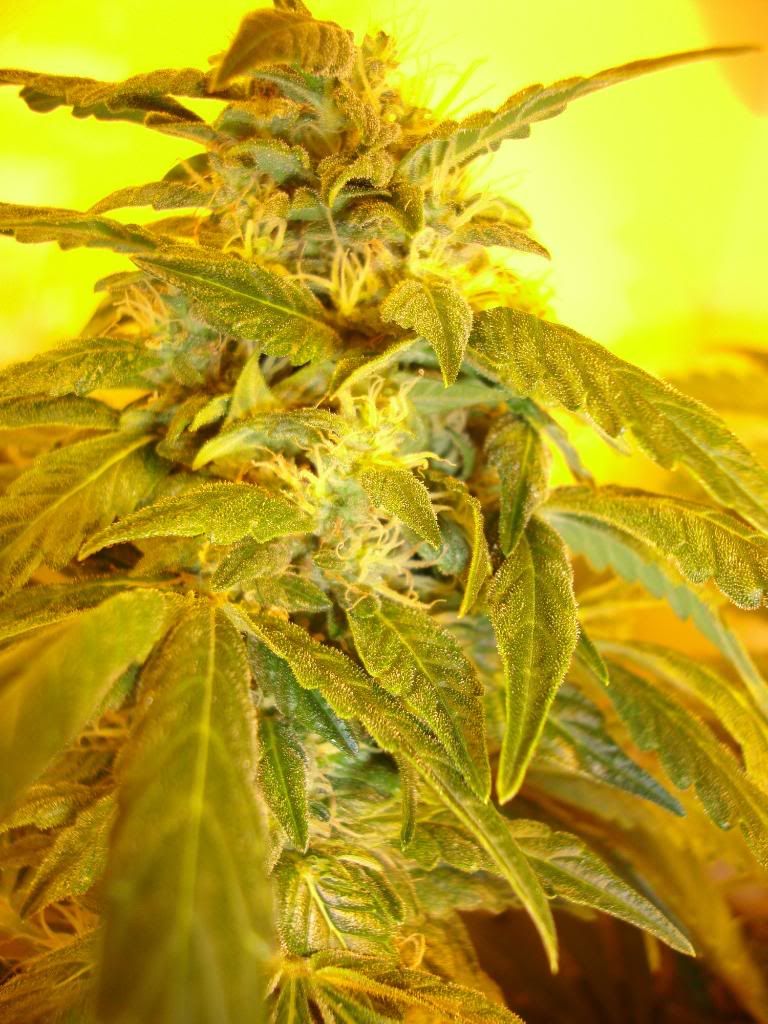 5weeks020.jpg