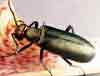pests_beetles.jpg