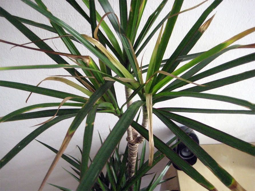 palm2.jpg
