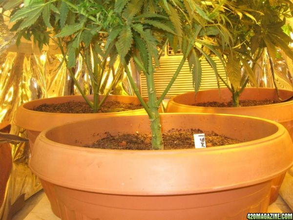 BB_CC_Grow_Update_Sep_13_48_.jpg