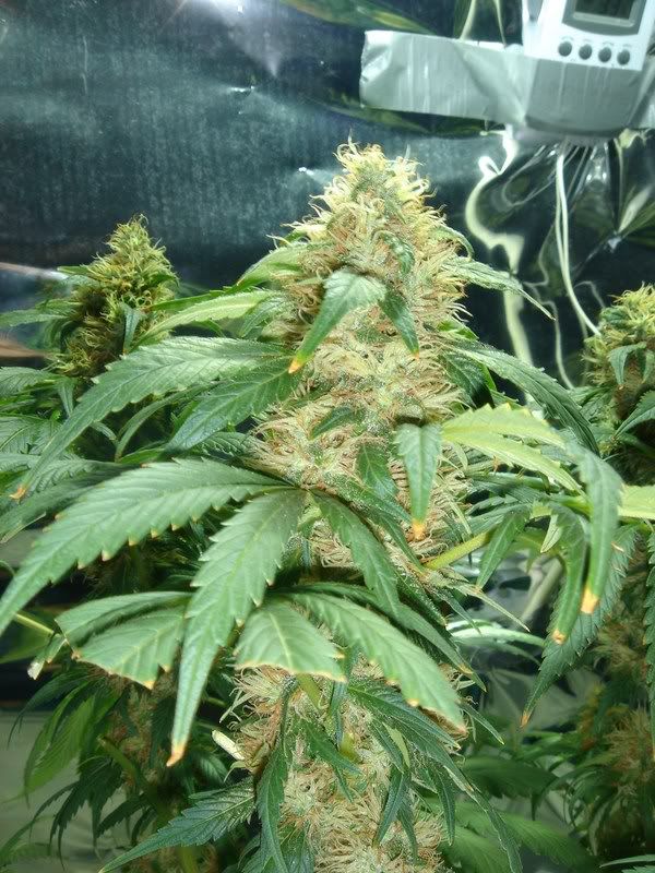 beforeharvest014.jpg