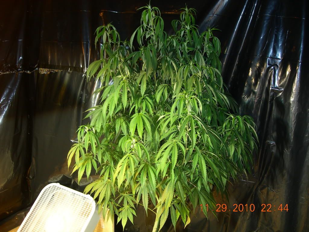 DSCN6944.jpg