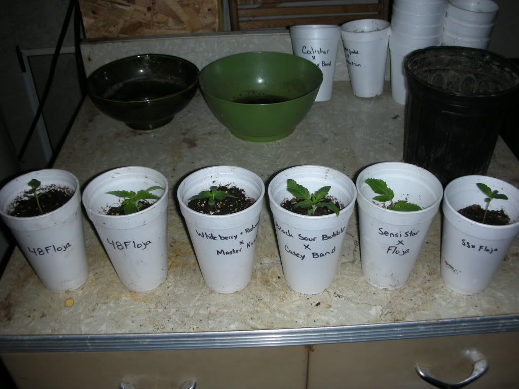 DSCN3175.jpg