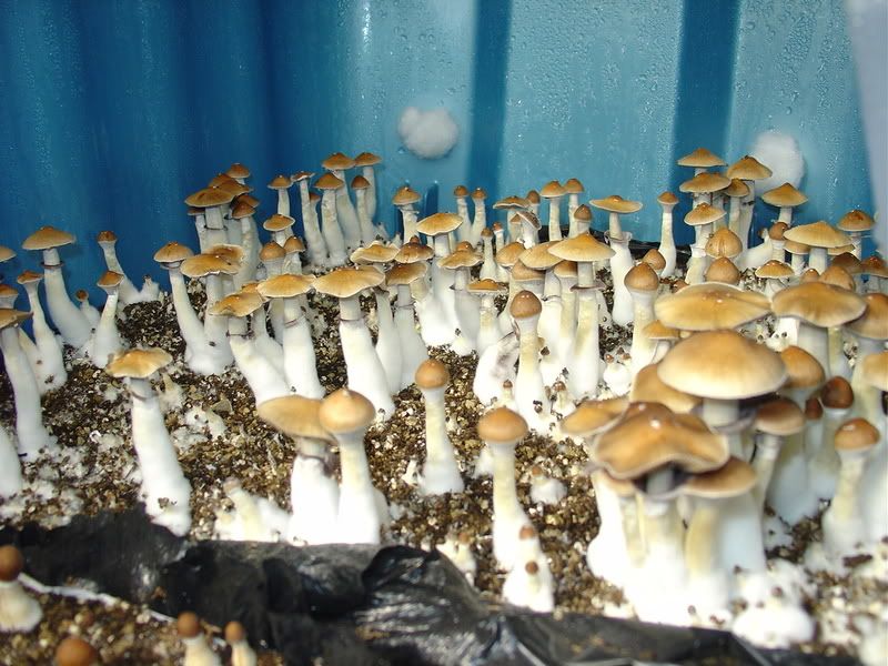 DSC00238.jpg