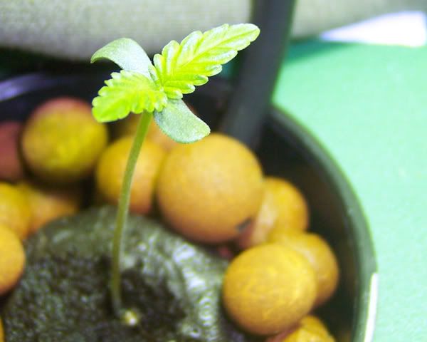 3-06-08001.jpg