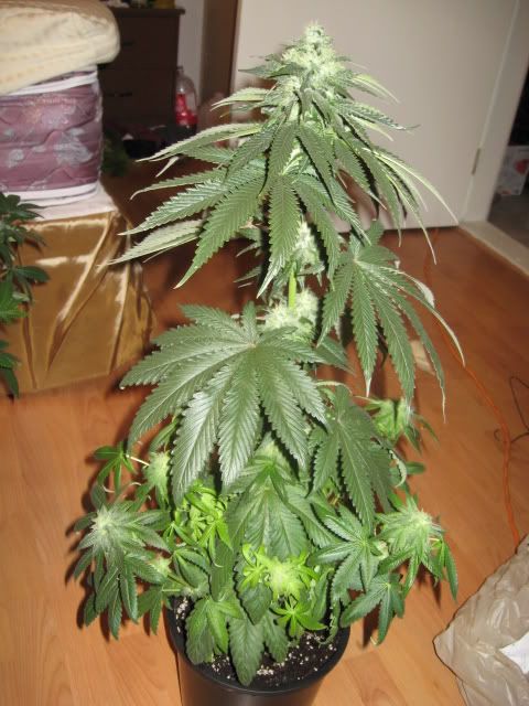 Plants005-2.jpg