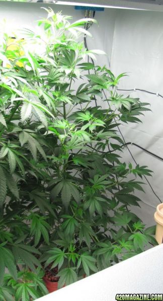 kushberry2.jpg