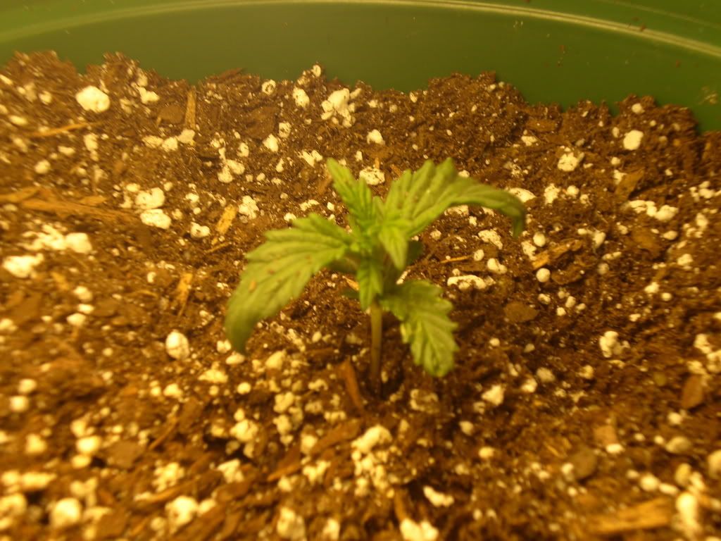 Grow022.jpg