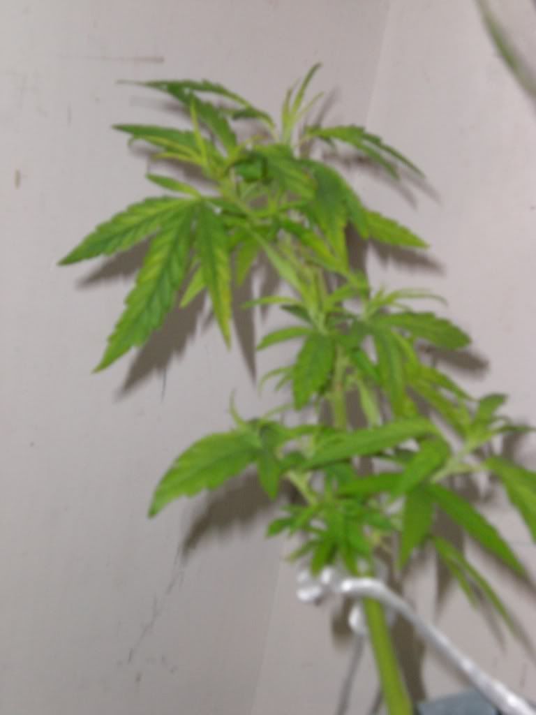 CIMG0255.jpg