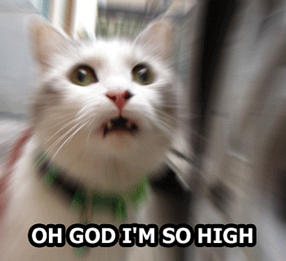 cat-oh-god-im-so-high.gif