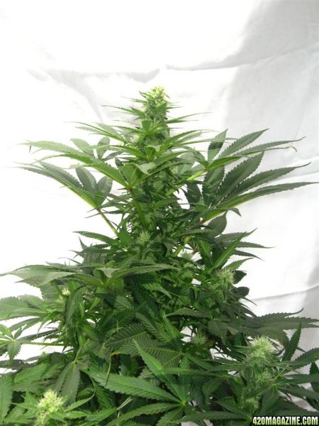 BB_CC_Update_Sep21_027.jpg