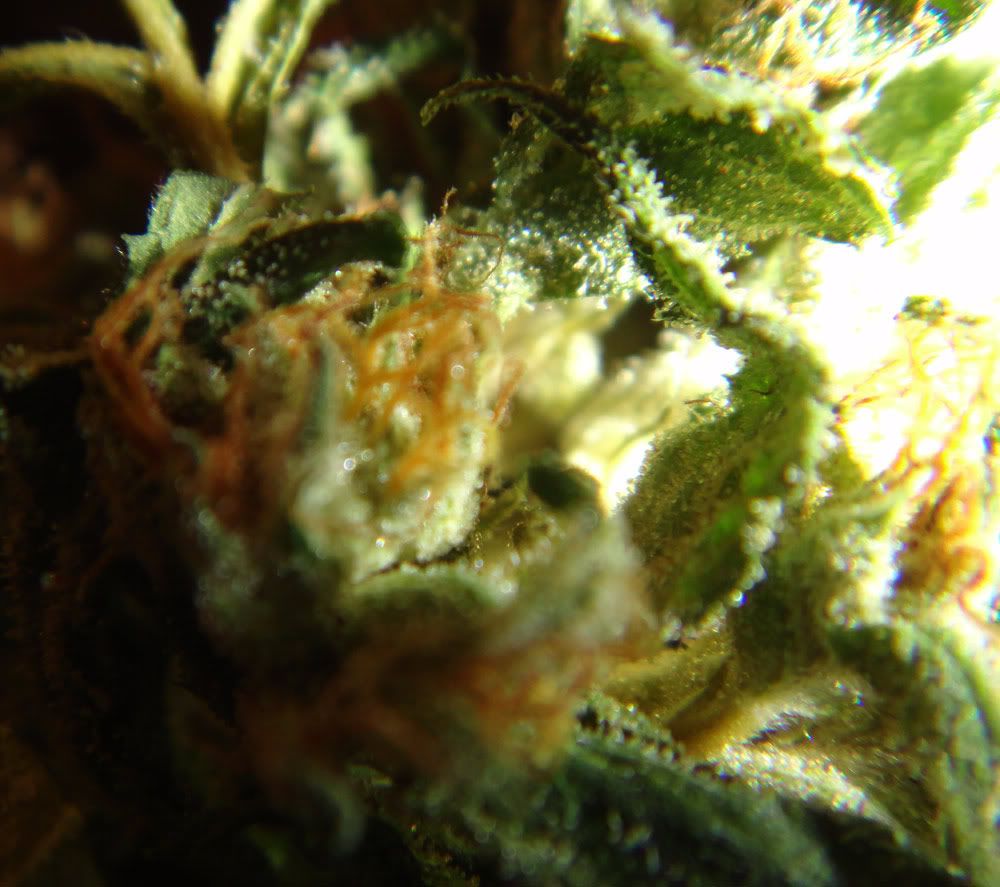 bud-2.jpg