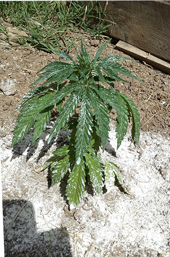 plant1.jpg