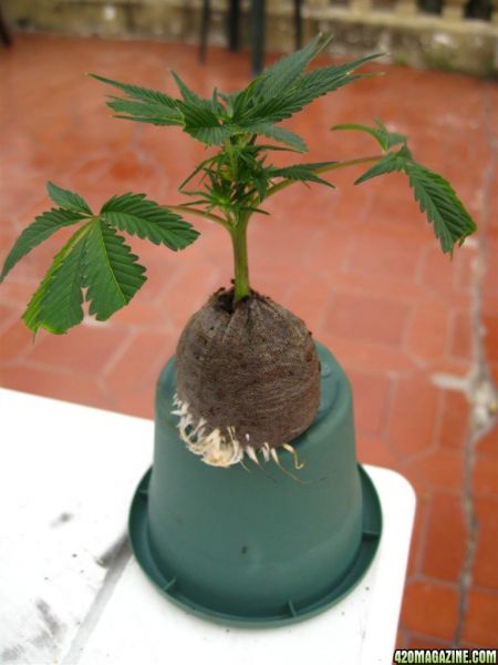 BB_CC_Clones_Sep18_022.jpg